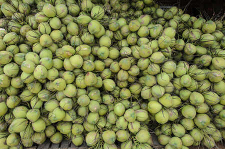 many green coconuts are placed for sale