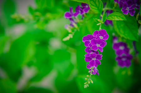 Small purple flowers with green leaves background.の写真素材