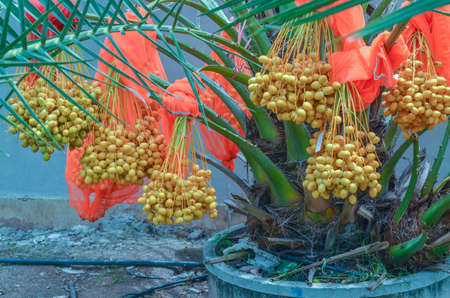 Date palm tree