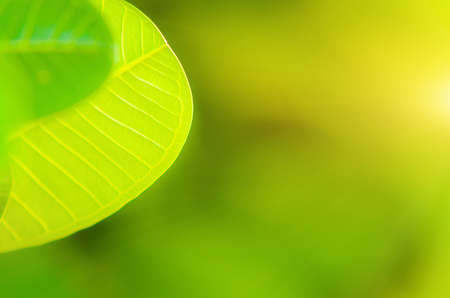 Nature view of green leaf on blurred green background in the garden with copy space