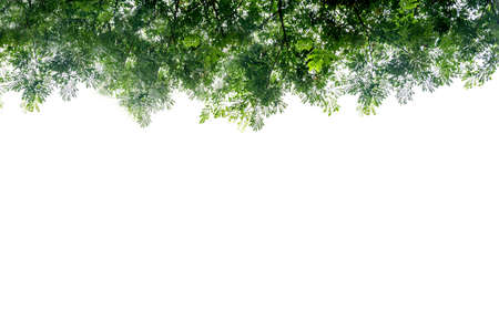 Leaves isolated on a white background