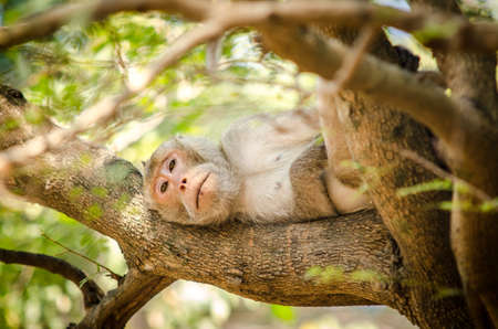 big monkey rested on the branches.の写真素材
