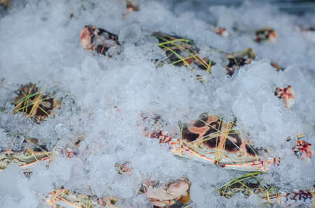 Fresh crabs on the ice in the marketの写真素材