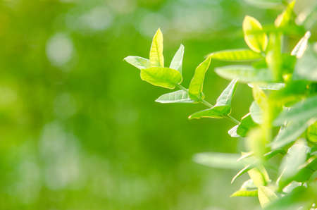 Green nature with copy space and using as background or wallpaperの写真素材