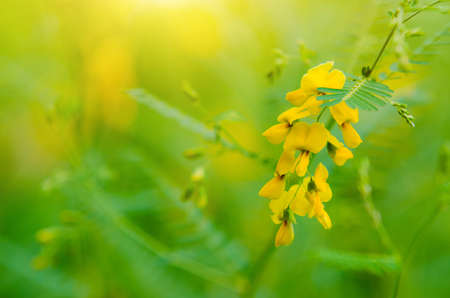 Sesbania flowers in the morningの写真素材