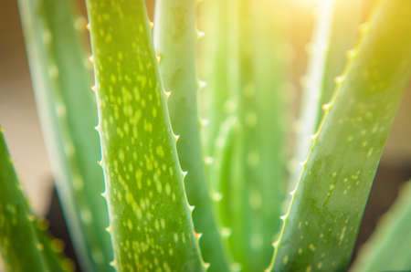 aloe vera tree, herbs has medicinal properties.の写真素材