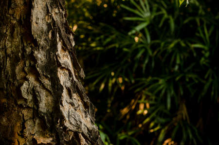 Bark of a very old Weeping of the tree trunk