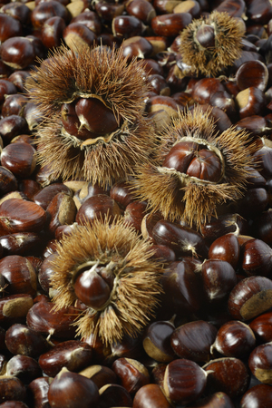 Full Background of chestnuts and Urchins Verticalの写真素材