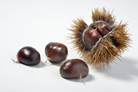 Chestnuts on a white top and Urchinsの写真素材