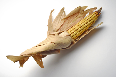 Single Mature maize ear on whiteの写真素材