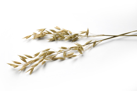 Two Ears of oats isolated on whiteの写真素材