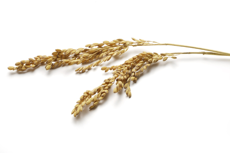 Two Ears ripe rice isolated on whiteの写真素材