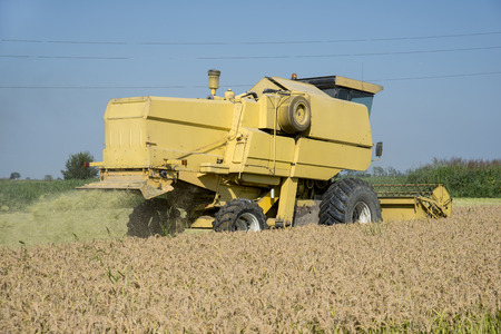 Mortara (PV) , Italy - September 12, 2016 - Harvesting and threshing rice in Lomellina