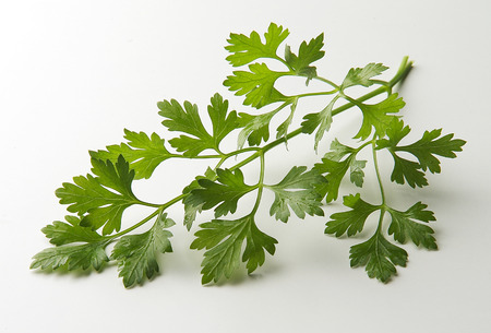 Parsley leaves isolated on white planeの写真素材