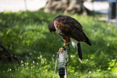 Single Harris buzzard perched on trespoleの写真素材