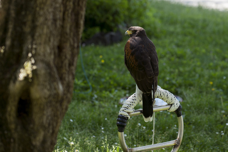 Single Harris buzzard perched on trespoleの写真素材