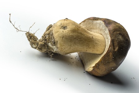 Single porcini mushroom not cleaned isolated on white backgroundの写真素材