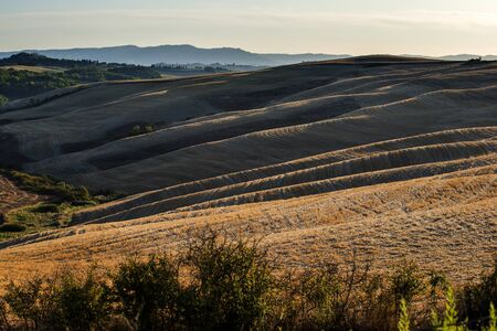 Landscape of the soft Siena hills in the warm light of the sunsetの写真素材