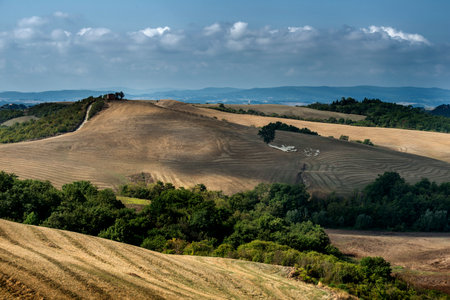 Tuscan landscape of the Sienese hills Wheat fields after harvest with grazing flock of sheepの写真素材