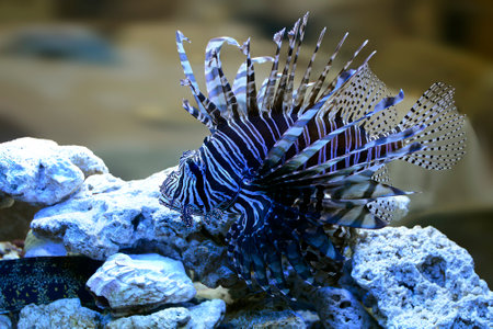 Lion fish swims among the stones of the seabedの写真素材