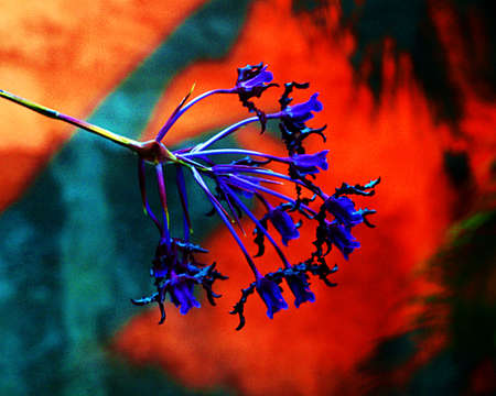 Orchid Blue and Redの写真素材