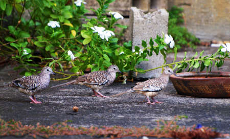 Scaled Doveの写真素材