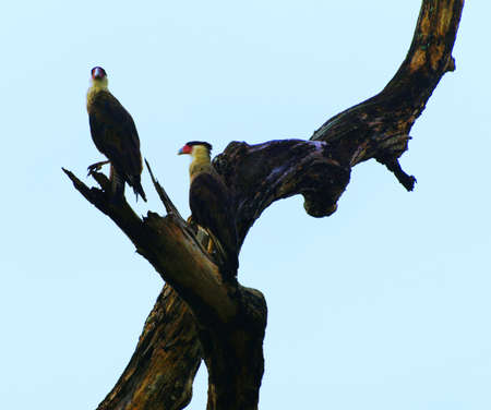 Crested Caracara