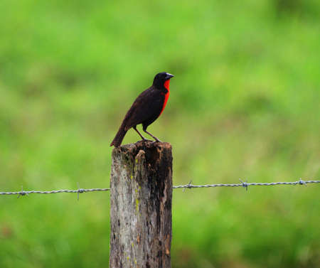 Red and Black Grosbeakの写真素材