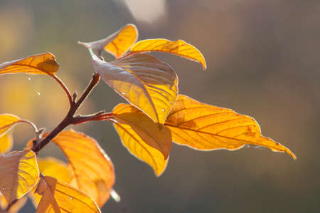 Yellow red leaves on a tree a sunny autumn day