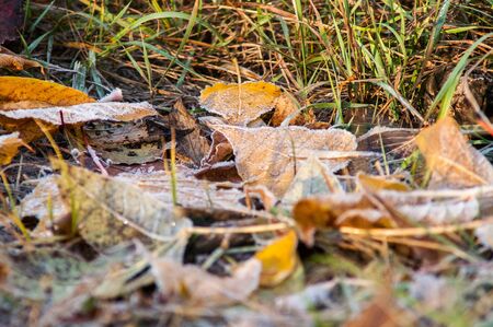 frost leaves the ground Ð°utumn sunset and sunrise