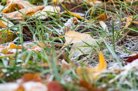 frost leaves the ground Ð°utumn sunset and sunriseの写真素材