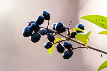 bunch of black berries on the bush in autumn at sunsetの写真素材