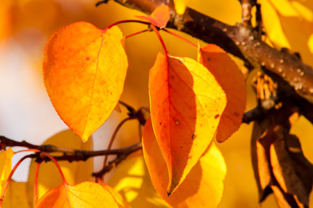 Last minute golden leaves on the trees in autumnの写真素材