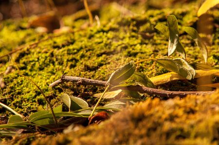 moss growing near the water spring sunny dayの写真素材