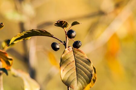 bunch of black berries on the bush in autumn at sunsetの写真素材