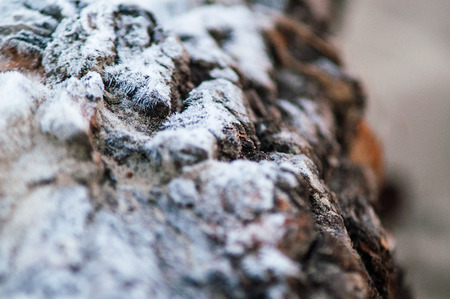 snow white frost lying on the bark of a tree close up