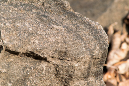 autumn gray stone close up in the forest with leavesの写真素材