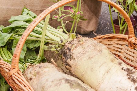 fresh new crop of sugar beets on displayの写真素材