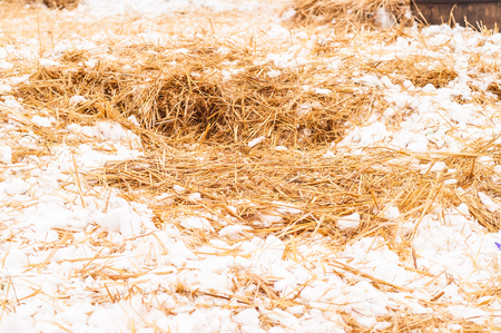 hay, straw with snow lying on the groundの写真素材