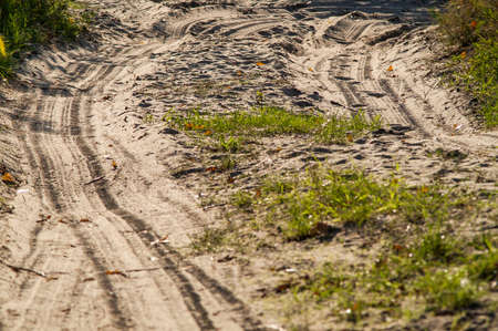 road through the trees in summer forestの写真素材