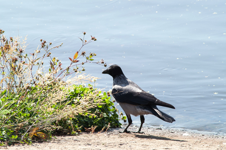 crow on the beach in the grass near the waterの写真素材