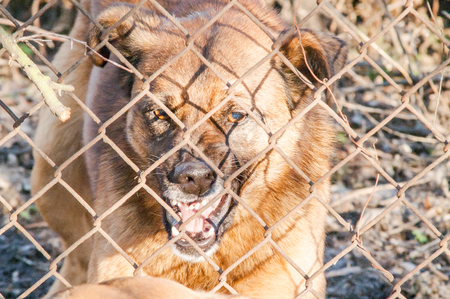 evil dog runs to bite through the mesh fenceの写真素材