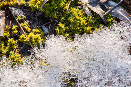 moss and ice on the river in the springの写真素材