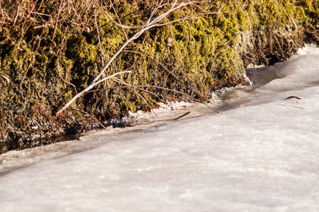 moss and ice on the river in the springの写真素材