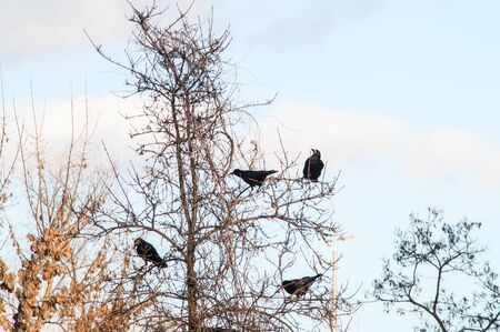raven and a group sitting in a treeの写真素材