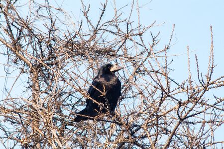 raven and a group sitting in a treeの写真素材