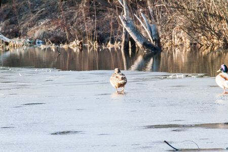 Duck on the water at sunset in springの写真素材