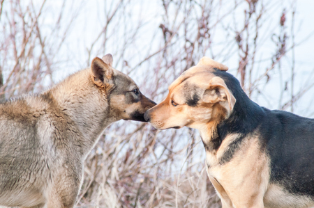 two street dogs are introduced at the meetingの写真素材