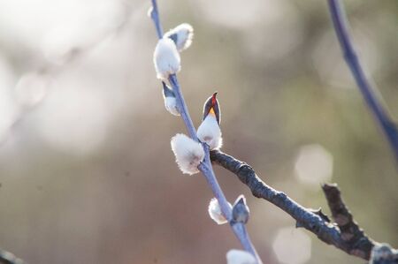 spring full-blown bud willow on a branchの写真素材