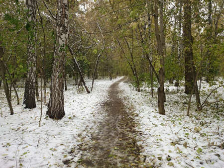 Path through winter forestの写真素材